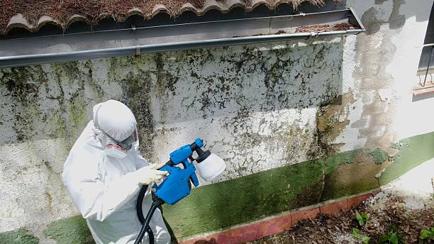 Top rated local Basement Mold Removal specialists in Parkville, PA